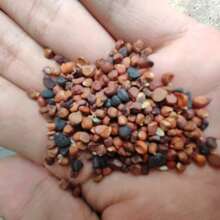 100 Saffron Seeds, High-Quality High-Quality Seeds, Elegant Purple Flowers, Suitable For Christmas, Valentine's Day, Easter Decoration, Indoor And Outdoor Planting, Cold-Resistant And Drought-Resistant, Indoor Flower Pot Garden, Easy Maintenance, Fast Flowering, Festive Atmosphere, Wedding Decoration - 100粒種子 - - 查看 2