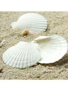 20 件天然扇贝壳白色海滩贝壳用于 DIY 工艺家居装饰天然扇贝壳白色海滩贝壳用于装饰真实贝壳用于 DIY 工艺绘画海洋主题派对婚礼
