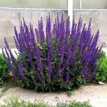 200 semillas de geranio azul Victoria para plantar