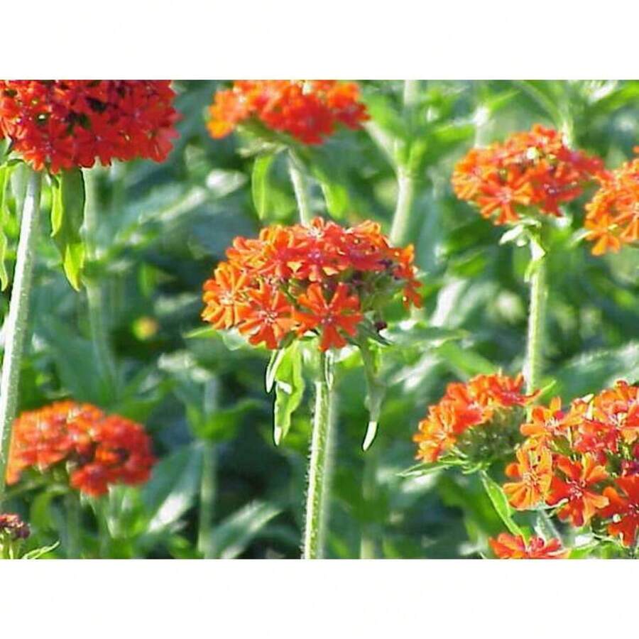 Neekseed Garden - 300 Seeds Maltese Cross Flower (Chai Color Vervain Flower). - 變體 1 - 查看 1