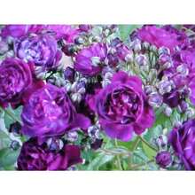 Fragrance Climbing BABY LILAC Thornless ROSE Flower Seeds Baby Purple Flowers Of Color 200 Seeds - 50 SEED - View 2