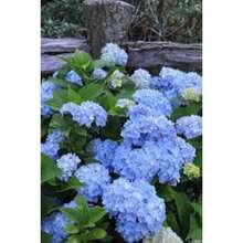 30 semillas de Hortensia Nikko Blue Hydrangea macrophylla, color de flor vívido, favorita para el jardín - 1 - Ver 5