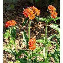 Neekseed Garden - 300 Seeds Maltese Cross Flower (Chai Color Vervain Flower). - 變體 1 - 查看 7