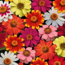 500 pezzi Miscuglio di semi di fiori di Zinnia - 100 semi, regalo per semina in vasi e giardini