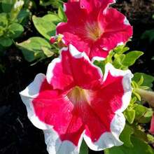 2000 Pieces Petunia Seeds - Non-GMO, Fast Growing, Long Blooming Plants On , Vegetable Seeds, Hosta Plants, Live Plants, Garden Flower Seeds, Plants For Outdoors, Semillas De Flores Para Sembrar, Garden , All Live Plants, No Seeds, Live Plants On , Plants For Outdoors, Mosquito Protection, Outdoor Garden, Perennial Plants, Seeds For Planting, Live Plants On , No Seeds, Perennial Flower Seeds, Plant Seeds - White - View 9