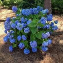 30 semillas de Hortensia Nikko Blue Hydrangea macrophylla, color de flor vívido, favorita para el jardín - 1 - Ver 4