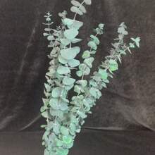 10/20pcs Blue Preserved Eucalyptus Stems - 17" Hanging Eucalyptus For Shower, Green Leaves For Boho Chic Home Decor, Suitable For Spring, Valentine's Day And St. Patrick's Day Arrangements