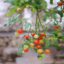 500 Pieces NonGMO Heritage Sweetener Tomato Seeds High Yield USA Garden Seeds For Delicious Sweet Sugar Tomatoes - 種子 - 查看 3