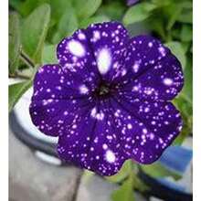 200 Seeds Nachtsky Petunia Seeds / 3. Generation/Hybrid.