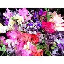 Free Additional 500 Seeds/40 Seeds Annual Lathyrus Odoratus Dwarf Sweet Beans Sugar Spice Plants Live  Vegetable Seeds Hosta Plants Live Plants Garden Flowers Seeds Plants For Outdoor Mosquito Protection Outdoor Garden Perennial Plants Seeds For Planting Live Plants  Not Seeds Perennial Flower Seeds Plant Seeds - 40粒種子 - 查看 2