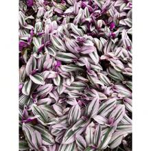 200 Seeds Pink Roaming Jude, Tradescantia Nanouk, Rare Houseplant For Indoor Gardening - 6吋 - 盆栽 - 查看 2