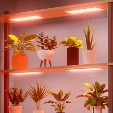 Sunlight LED Green Plant Grow Light USB Cycle Timing Auto On/Off Indoor 5Levels Dimmable Black Quantum Board Planting Fill Lamp 5V Bonsai Hydroponic Greenhouse Tent Growth Box Potting Succulent Seedlings Lights Red Blue UV IR Adjustable Brightness Moss Vegetable Fruit Cactus Flower Professional Cultivation Lighting 1-4 Heads 72/144/216/288leds