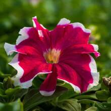 2000 Pieces Petunia Seeds - Non-GMO, Fast Growing, Long Blooming Plants On , Vegetable Seeds, Hosta Plants, Live Plants, Garden Flower Seeds, Plants For Outdoors, Semillas De Flores Para Sembrar, Garden , All Live Plants, No Seeds, Live Plants On , Plants For Outdoors, Mosquito Protection, Outdoor Garden, Perennial Plants, Seeds For Planting, Live Plants On , No Seeds, Perennial Flower Seeds, Plant Seeds - White - View 4