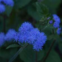 100 Seeds - Blue Pansy Seeds - Dwarf Blue - True Blue - Ageratum Houstonianum - Blue Flower - Mexican Brush - Beautiful And Fluffy Annual - Pv123
