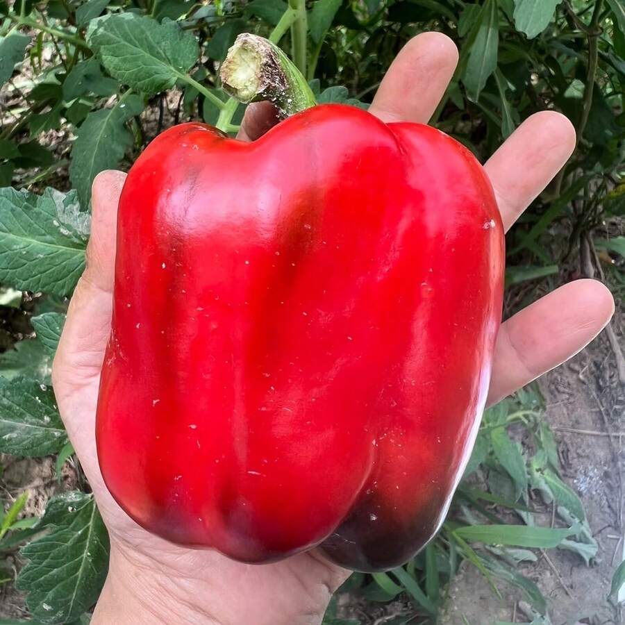 360 Red Bell Pepper Seeds, High Germination Rate, Untreated, Suitable For Home Gardening, Suitable For Gardening Enthusiasts, High Yield Rates. - 每包360粒膠囊 - 查看 1