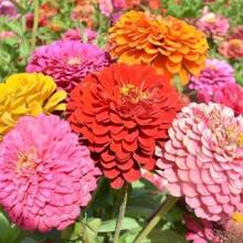 500 Ultra-Short Double-Leaf Sunflower Seeds, Mixed Colors, Year-Round Blooming, For Indoor And Outdoor Balcony, Garden Planting