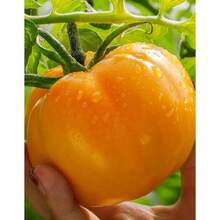 Thai Yellow Large Tomatoes Vegetable Seeds (100 Seeds) - Basic Farm House - 變體1 - 查看 1