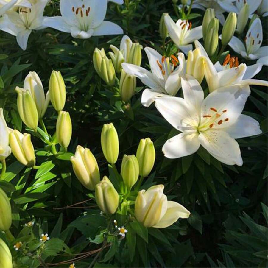 100 Giant 'Pretty Lady' Lily Seeds - Pure White B Plant Live  Vegetable Seeds Hosta Plants Live Plants Garden Flower Seeds Plants For Outdoor Mosquito Protection Outdoor Garden Perennial Seeds Plant Seeds For Live Plant  Not Seeds Perennial Flower Seeds Plant Seeds