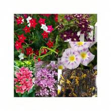 Mixed Vine Flowers 200 Seeds Suitable For Planting Beautiful Traditional Climbing Plants Blooming Beautiful Flowers - 100000+混合 - 查看 1