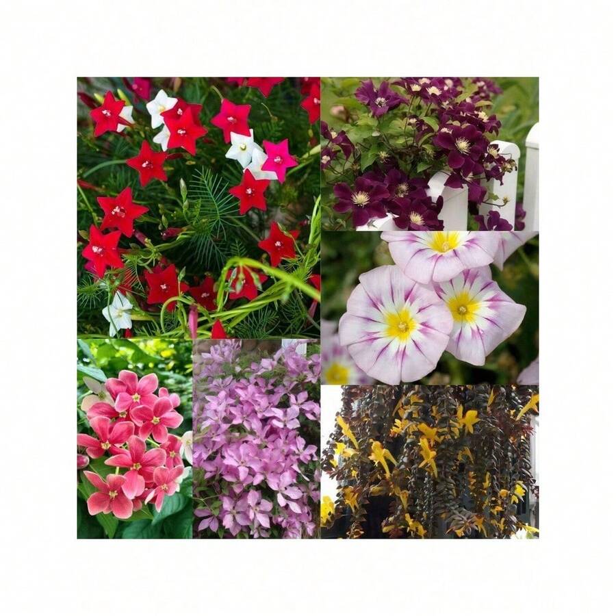 Mixed Vine Flowers 200 Seeds Suitable For Planting Beautiful Traditional Climbing Plants Blooming Beautiful Flowers - 100000+混合 - 查看 1