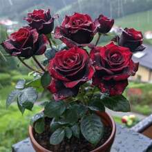 200 Seeds Strongly Fragrant Large Roses Black Bak, Purple-Black Balcony Rose Large Potted Flower Green Plants - 22 - 查看 1