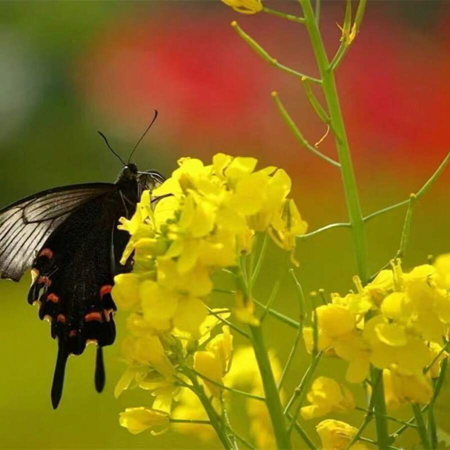 5000 Rapeseed Seeds, High Germination Rate Traditional Garden Variety