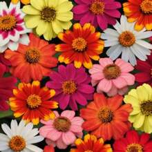 500 pezzi Miscuglio di semi di fiori di Zinnia - 100 semi, regalo per semina in vasi e giardini