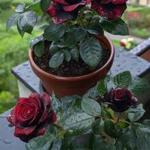 200 Seeds Strongly Fragrant Large Roses Black Bak, Purple-Black Balcony Rose Large Potted Flower Green Plants - 22 - 查看 2