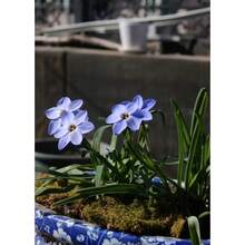 100pcs Orchid Ball Seedlings, Drought-Tolerant Plants, Indoor Balcony Garden Potted Ground Plants Double Petal Flowers, Outdoor Evergreen Plants, Evergreen Covering Plants, Creeping Lawn, Indoor And Outdoor Plants, Flowers, Medicinal Plants