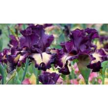 200 Samen Blutmond Bartiris Rhizom Burgunder mit Fusions von Gelb Dramatische Hirschresistente Samen