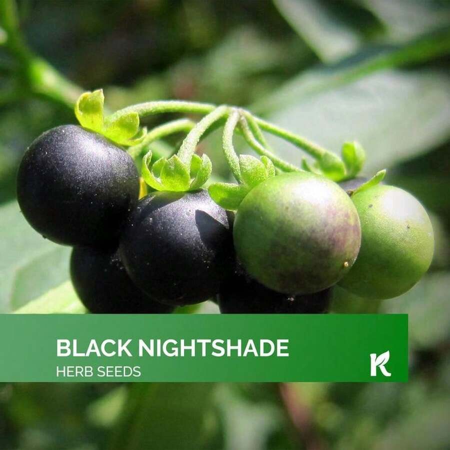 Black Nightshade Seeds Heirloom, Open Pollinated For Herb Garden/Container - 50 Seeds, Winter Hardy Zone 5-9, USDA Organic, Perfect Cultivation
