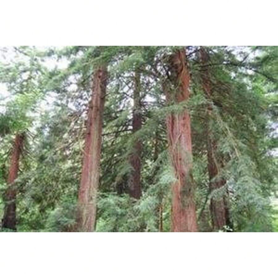 Gift Pack 500 Pieces 5 Coast Redwood Seeds (Sequoia Sempervirens) - Frozen Seed Pods