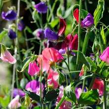 Free Additional 500 Seeds/40 Seeds Annual Lathyrus Odoratus Dwarf Sweet Beans Sugar Spice Plants Live  Vegetable Seeds Hosta Plants Live Plants Garden Flowers Seeds Plants For Outdoor Mosquito Protection Outdoor Garden Perennial Plants Seeds For Planting Live Plants  Not Seeds Perennial Flower Seeds Plant Seeds - 40粒種子 - 查看 5