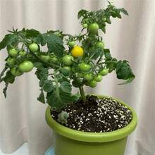 500 Pieces NonGMO Heritage Sweetener Tomato Seeds High Yield USA Garden Seeds For Delicious Sweet Sugar Tomatoes - 種子 - 查看 1