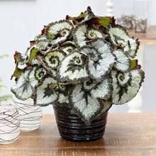 100+ Coleus Begonia Non-GMO Flower Seeds For A Living Home And Plants On , Vegetable Seeds, Hosta Plants, Living Plants, Garden Flower Seeds, Plants For Outside, Mosquito Protection, Outdoor Garden, Perennial Plants, Seeds For Planting, Living Plants On , Not Seeds, Perennial Flower Seeds, Plant Seeds