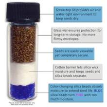 Gift Pack 500 Pieces 5 Coast Redwood Seeds (Sequoia Sempervirens) - Frozen Seed Pods