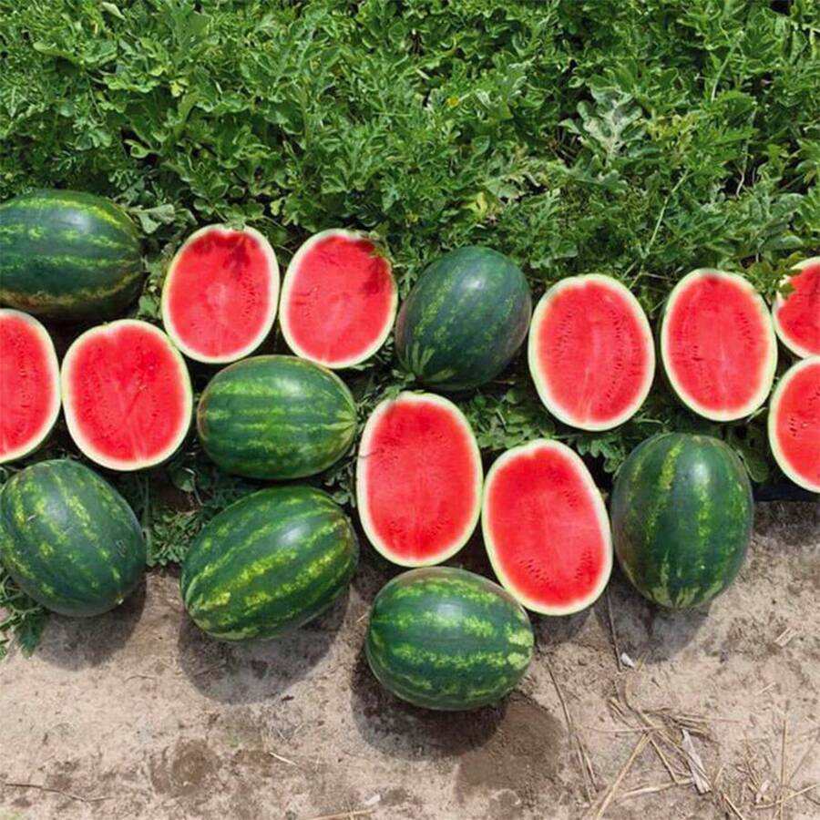 60 Fresh Watermelon Seeds, Fruit Seeds, Suitable For Home Gardening, Heirloom, Non-GMO Seeds