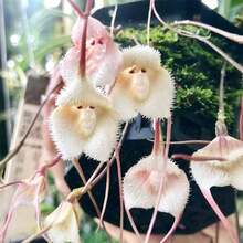 Rare Monkey Face Orchid Plant Seeds Monkey Orchid Monkey-Like Dracula Simia Seeds Blooms At Any Season Great Garden Gift Home Decor And Accessories - 200pcs - View 5
