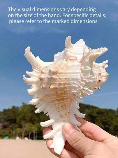 1 pieza Concha de mar natural, material de caracol, concha de Qilin, decoración para acuario, decoración acuática, adecuado para decoración del hogar, jardín exterior, dormitorio, tema de decoración marina