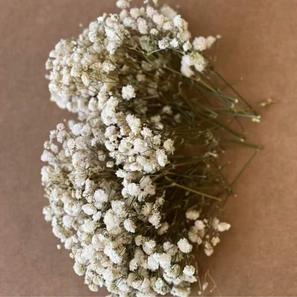 50pcs/Box Mini Baby's Breath Flowers And Other Dried Flowers - For Resin Mold Art Craft, Ivory White Flowers Bouquet For Hair Accessory, Wedding Wreath, Table Vase, Home Decor