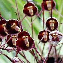 Rare Monkey Face Orchid Plant Seeds Monkey Orchid Monkey-Like Dracula Simia Seeds Blooms At Any Season Great Garden Gift Home Decor And Accessories - 200pcs - View 7