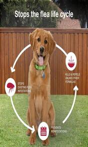 K9 Advantix II Medium Dog Vet-Recommended Flea, Tick &Amp; Mosquito Treatment &Amp; Prevention | Dogs 11-20 Lbs | 1-Mo Supply - 1 gói - Xem 7