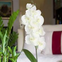 1/3/5 piezas de 70 cm Ramas de flores de orquídea Phalaenopsis artificiales de tacto real para decoración del hogar, oficina, boda, verano, otoño, escuela, dormitorio, oficina, fiesta, vacaciones, cumpleaños, 4 estaciones, puerta, hotel, restaurante, sala de estar, dormitorio, boda, cocina, jardín, rosa decorativa, estilo decorativo