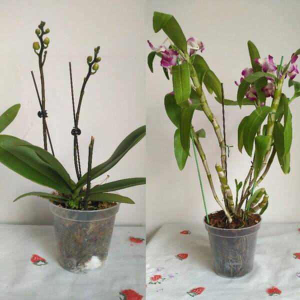 10pcs, 7.6cm Size, Transparent Plastic Orchid Flower Pots For Greenery Potting, Suitable For Growing Orchids, Rose, And Other Plants