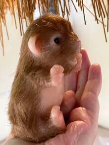 1 件 12 厘米可爱硅胶小狗重生娃娃玩具迷你硅胶手掌狗重生娃娃全身柔软硅胶玩具手工逼真重生动物娃娃，可爱迷你娃娃玩具，适合儿童礼物 - 彩色 - 查看 8