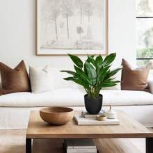 Vases