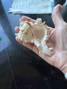 1 件天然海螺壳，蜗牛材料，独角兽海螺，适用于水族馆装饰、家居装饰、户外花园装饰、卧室装饰、海洋主题装饰最佳 - 彩色 - 查看 5