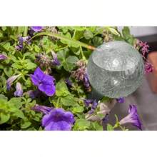 2 Pack 12 Inch Round Plastic Self Watering Globe For Planters - 2 - 查看 6