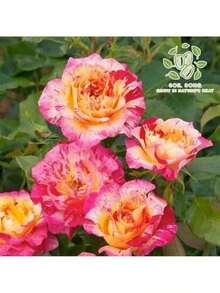 Boutique Camille Pizarro - Rose Seedlings, Live Plants, Balcony Garden Flowers And Greens Perennial
Cold And Heat Resistant - 1 Plants - View 1