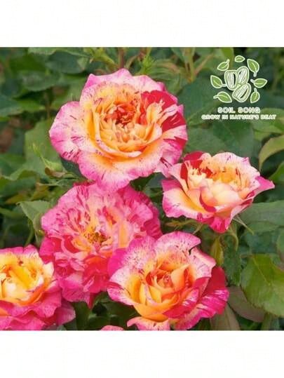 Boutique Camille Pizarro - Rose Seedlings, Live Plants, Balcony Garden Flowers And Greens Perennial
Cold And Heat Resistant - 1 Plants - View 1